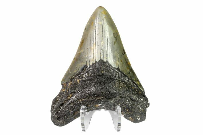 Fossil Megalodon Tooth - North Carolina #149401
